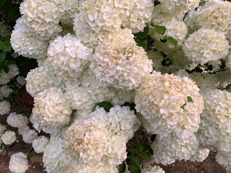 生成りの光をまとった、白い紫陽花のふくらみ